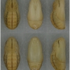 lyc dispar pupa3 volg11